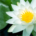 This flower coparana 38 thousand pounds of punishment
