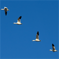 World Migrant Birds Day celebrated