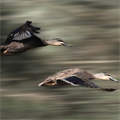 Leadership in Immigrant Birds
