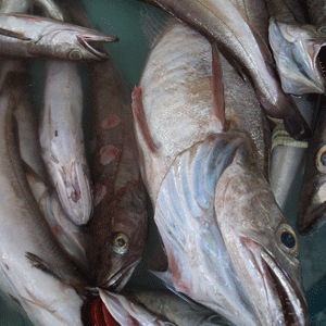 Bulk fish death in Obruk Dam
