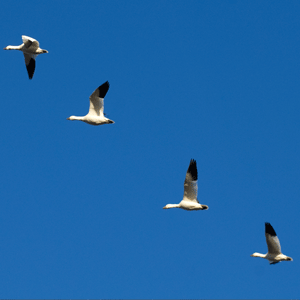 World Migrant Birds Day celebrated