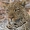 WWF’s 2024 Living Planet Report broadcasting