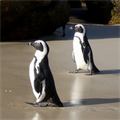 Penguenler için minik kazaklar