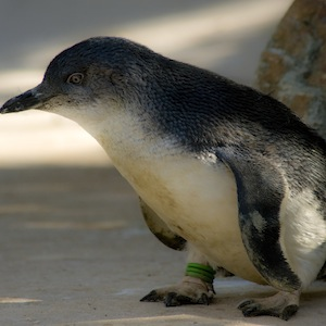 Penguenler balıkları tat almadan yutuyor