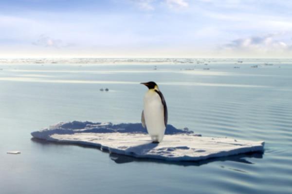 İmparator penguen ve kürklü foklar tehlikede