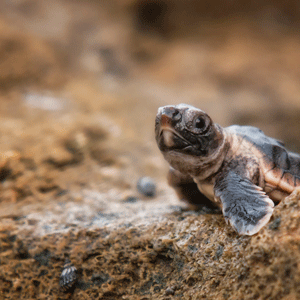 Caretta caretta yavrularını sakın elinize almayın!