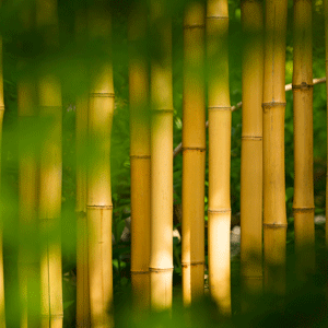 Japan will produce electricity from bamboo tree