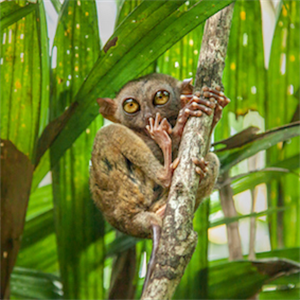 How does animals adapt to climate change?