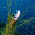 Ghost networks damage the endemic marine creatures