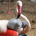 Tuz Gölü'nde bu yıl 4 bin 300 flamingo dünyaya geldi