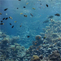 The world’s first hottest fish found