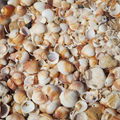 Sustainable concrete from sea shells