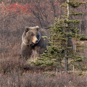 affects climate crisis in the ecosystem Home