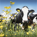 Reduces livestock to reduce Dutch emissions