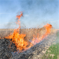 Your burned breaks the soil ecosystem