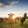 Road separation in food production