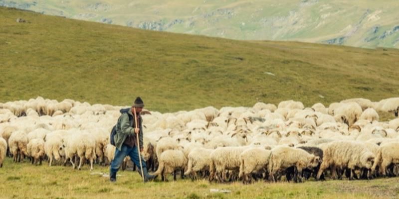 İklim krizi çobanların geçimini tehdit ediyor