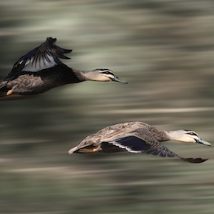 Leadership in Immigrant Birds