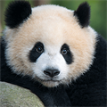 Less plastic life on World Animals Protection Day