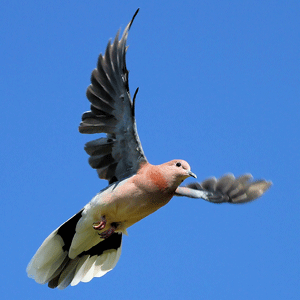 Electric tools surprise the direction of birds