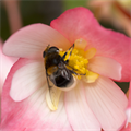 Climate change can lead to chaos in insect communities