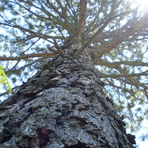 Monument tree witnessed three emperors Tags