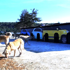 Fiat advertising panels turn into nest for shelter animals