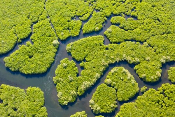 Microplastic to carbon storage: Super trees of nature