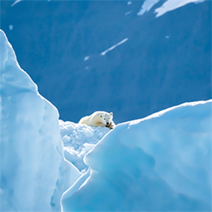 What does polar bears run?