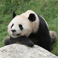 Panda sayısı son 10 yılda arttı