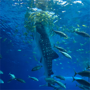 The most rich ecosystem of the ocean under danger
