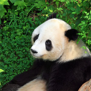 Küçük panda için büyük fedakarlık