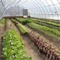 Poisonous facts in food: Fake pesticides